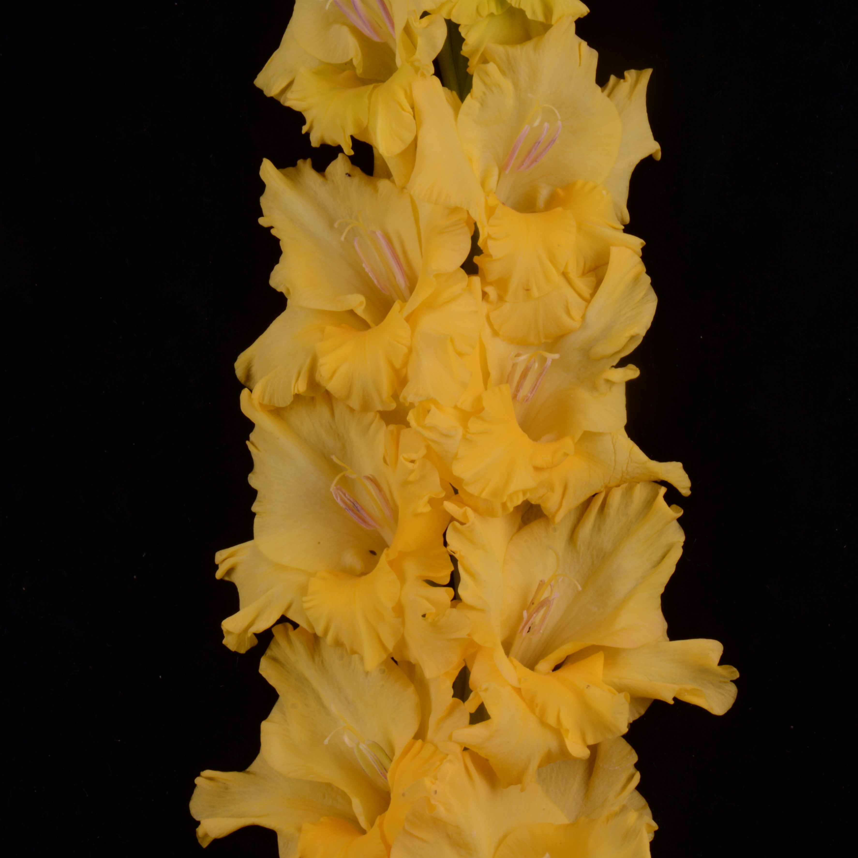 Гладиолус крупноцветковый Нью Мун