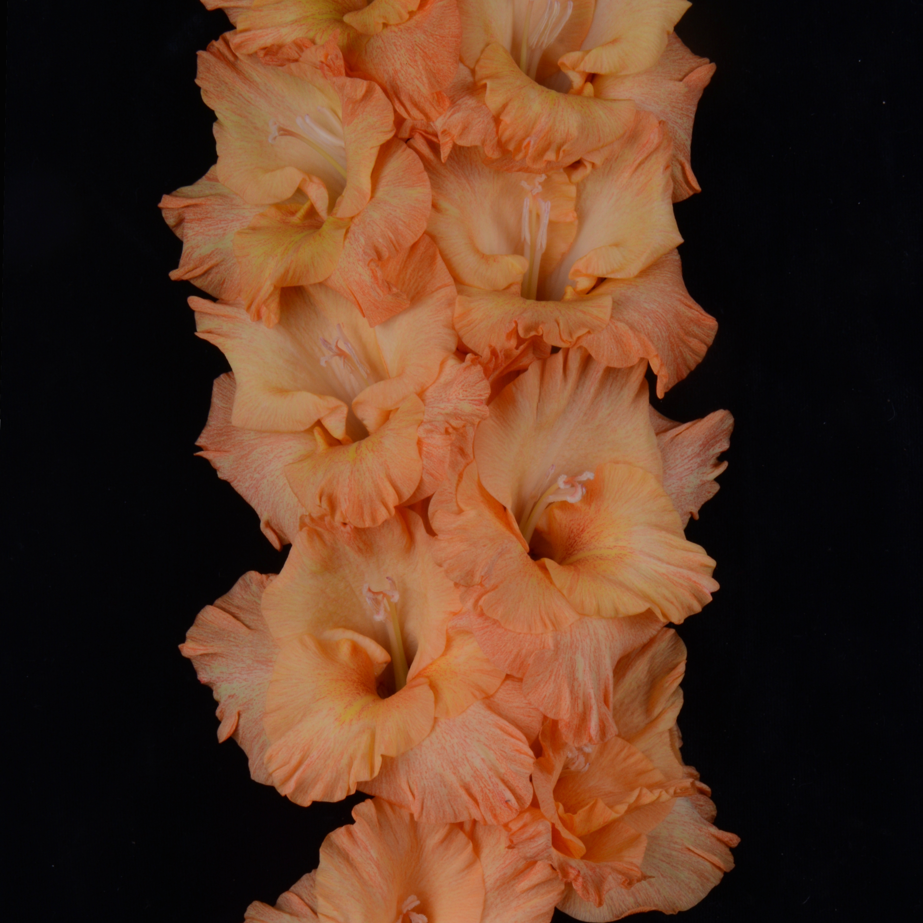 Гладиолус крупноцветковый Облепиховое Море