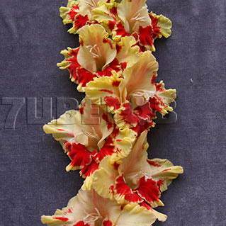 Гладиолус крупноцветковый Огни Арбата