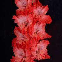 Гладиолус крупноцветковый Огненная Лавина