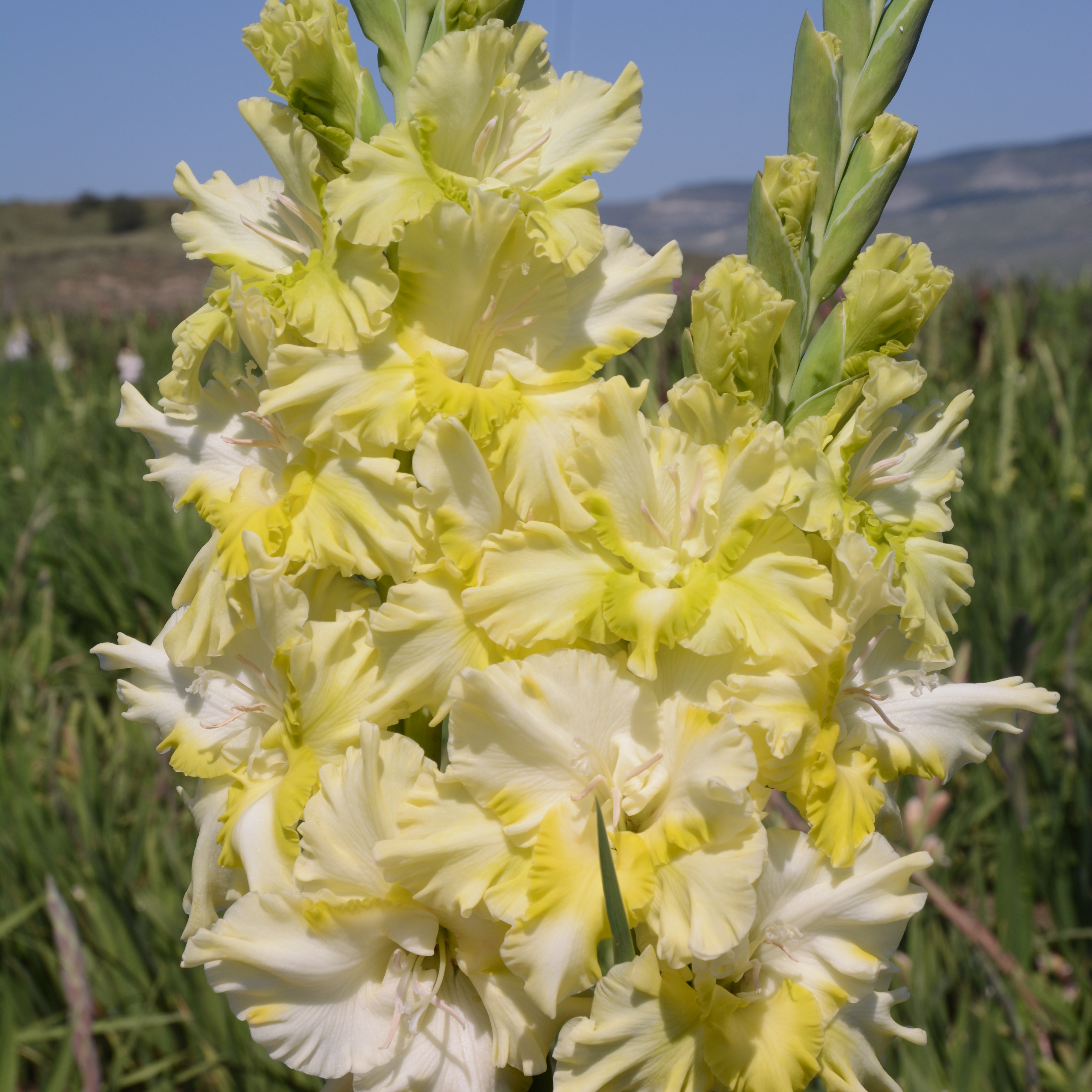 Гладиолус крупноцветковый Абхазия