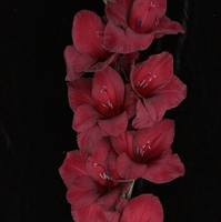 Гладиолус крупноцветковый Араб