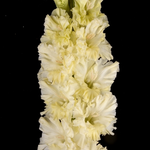 Гладиолус крупноцветковый Аромат Черемухи