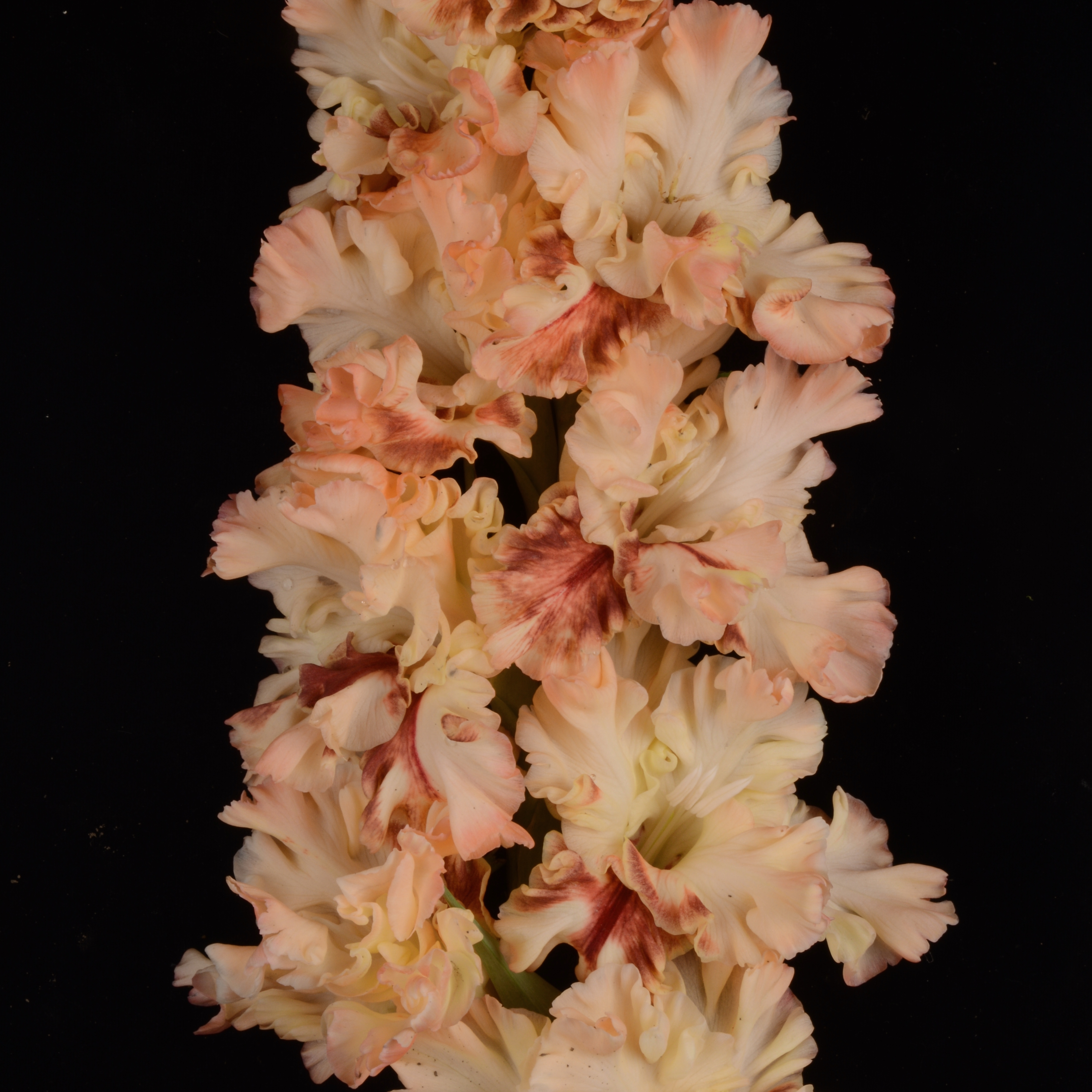 Гладиолус крупноцветковый Блюзмэн