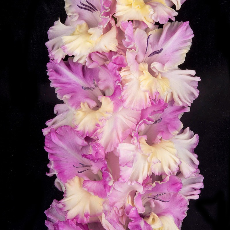 Гладиолус крупноцветковый Бухта Тимбуку
