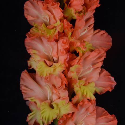 Гладиолус крупноцветковый Дживс и Вустер