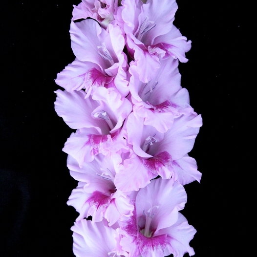 Гладиолус крупноцветковый Джин