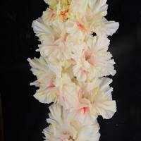 Гладиолус крупноцветковый Днем с Огнем