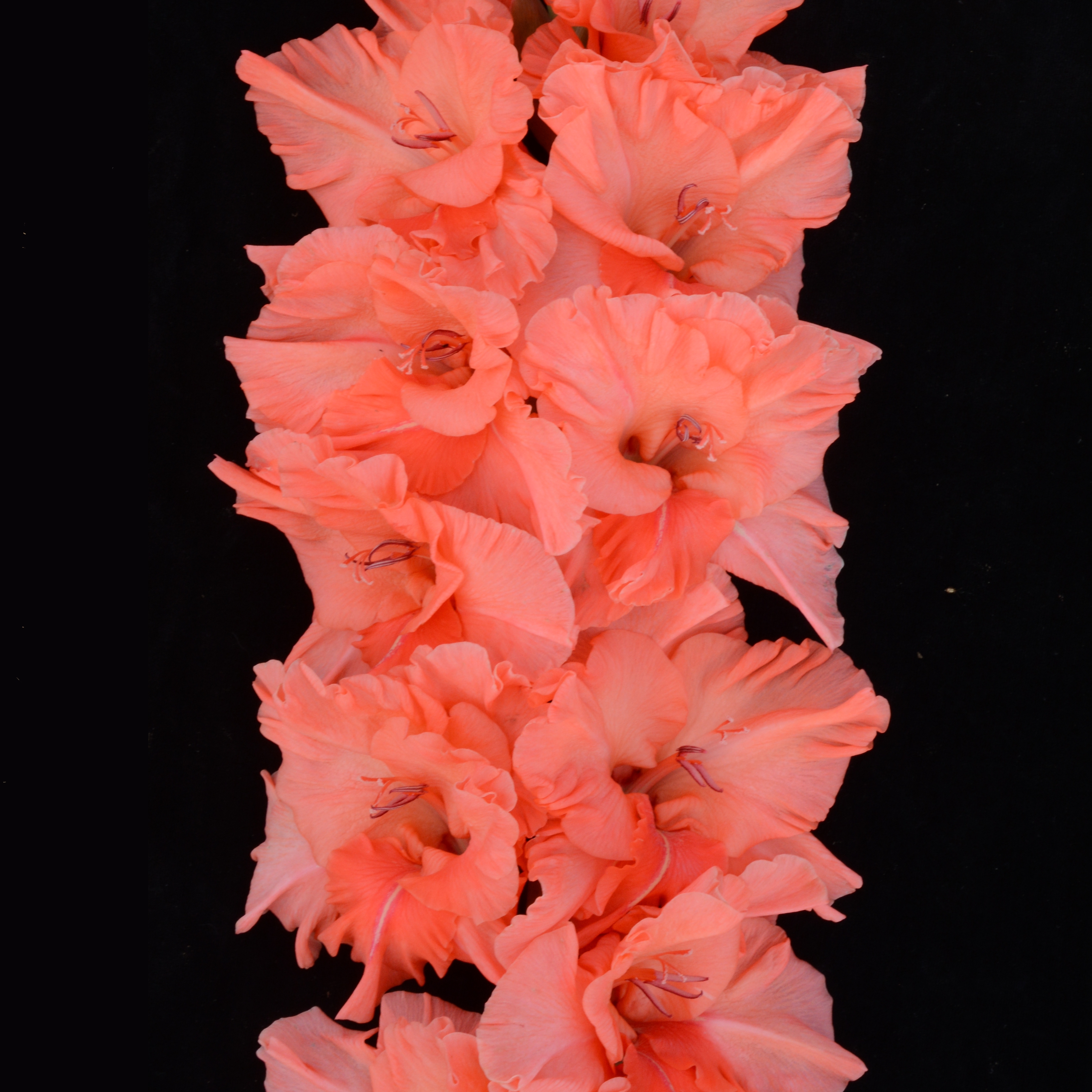 Гладиолус крупноцветковый Железный Занавес