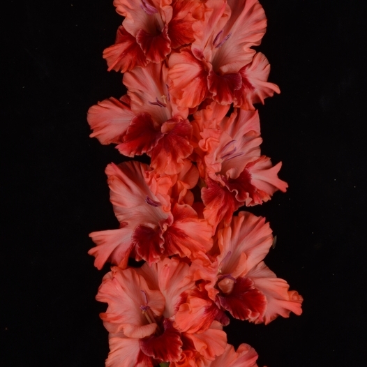 Гладиолус крупноцветковый Жаркая Цыпа