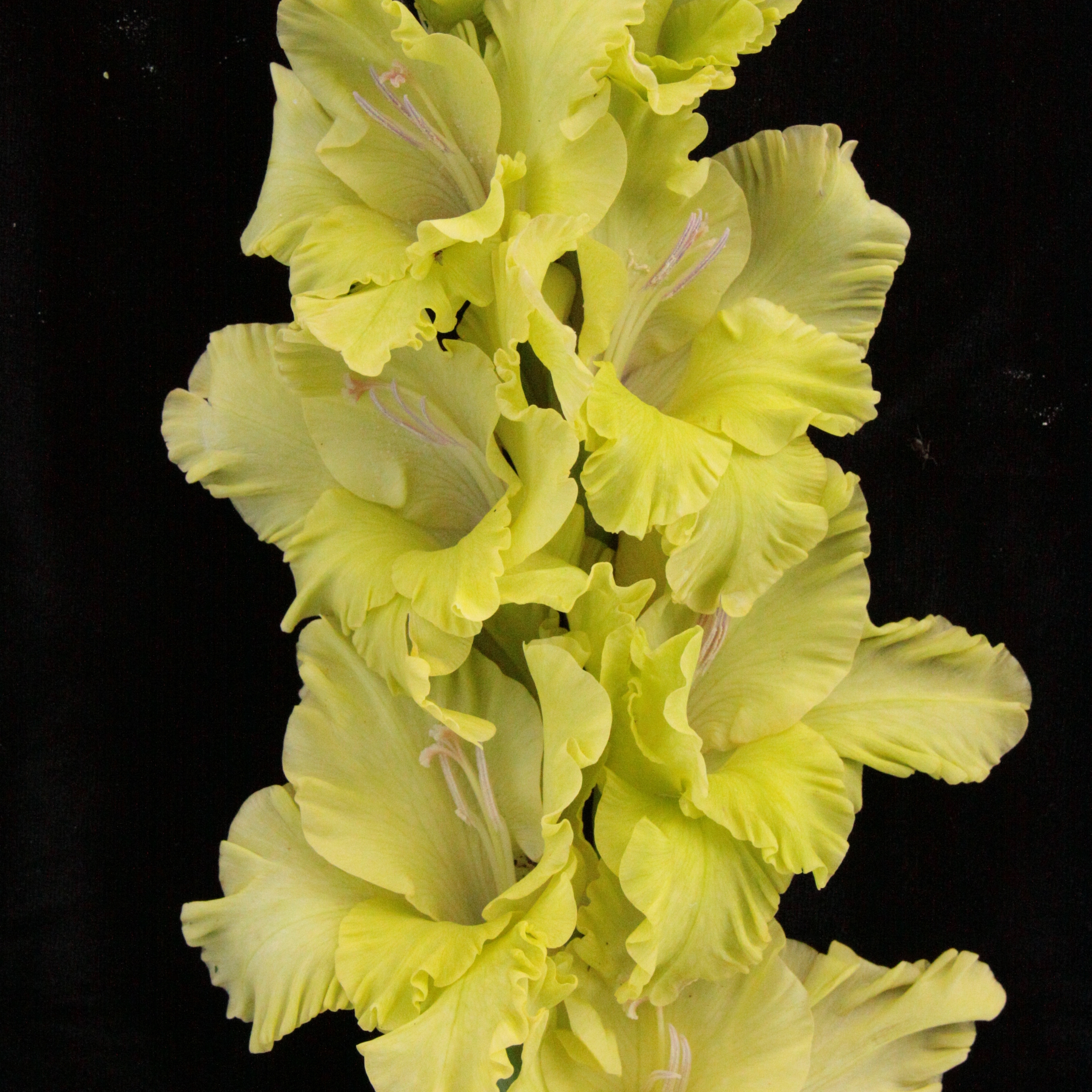 Гладиолус крупноцветковый Зеленый Лед