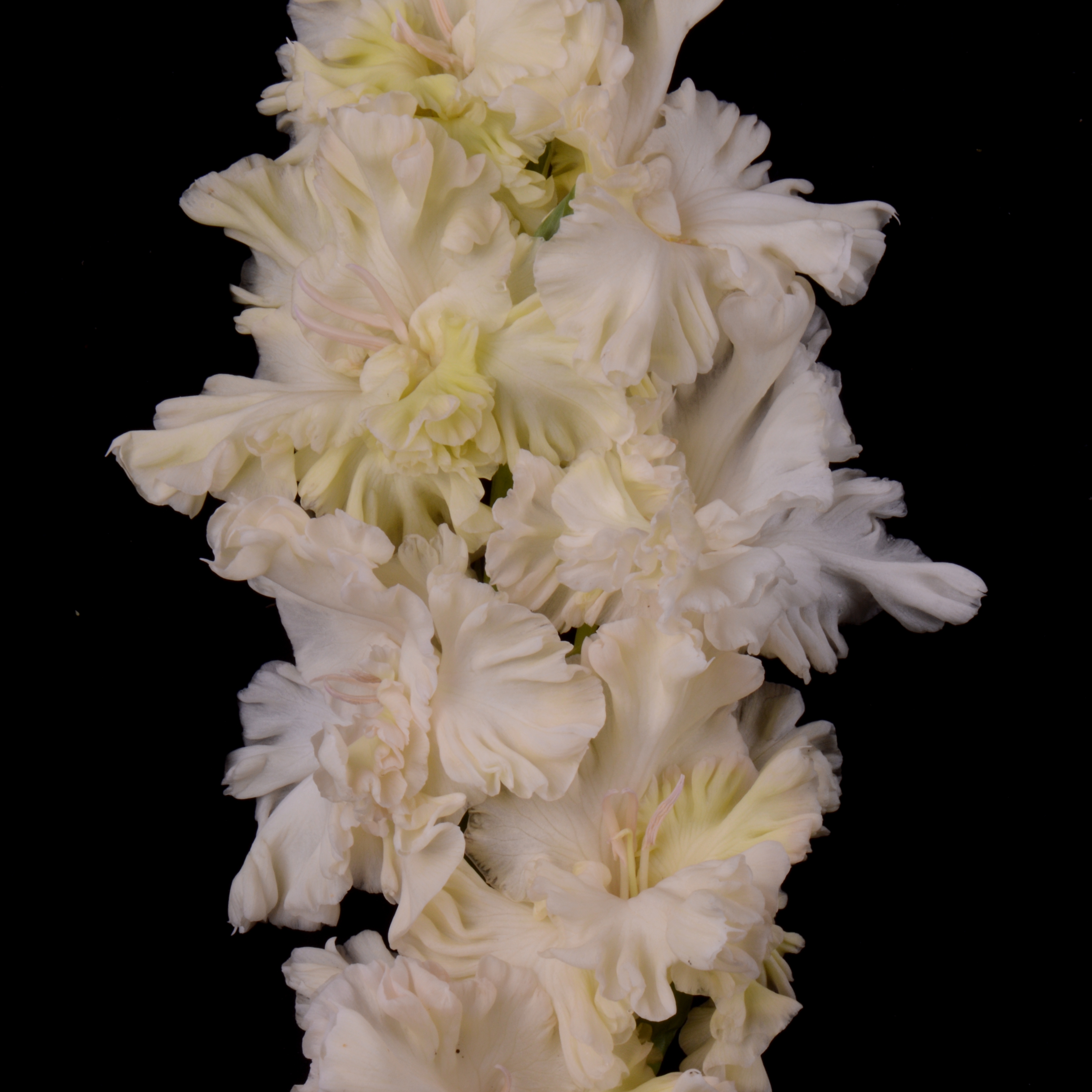Гладиолус крупноцветковый Зефирка