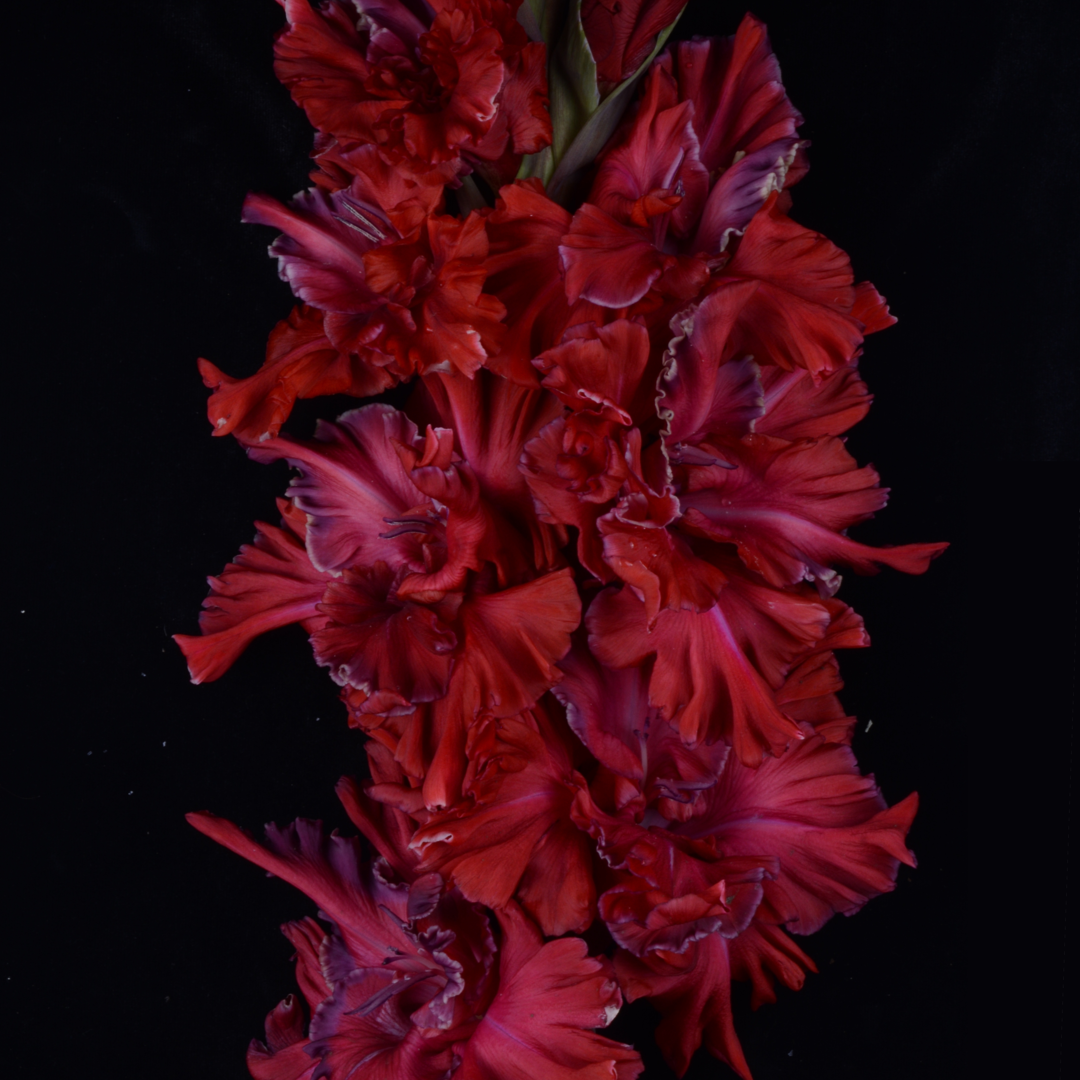 Гладиолус крупноцветковый Идеальный Шторм