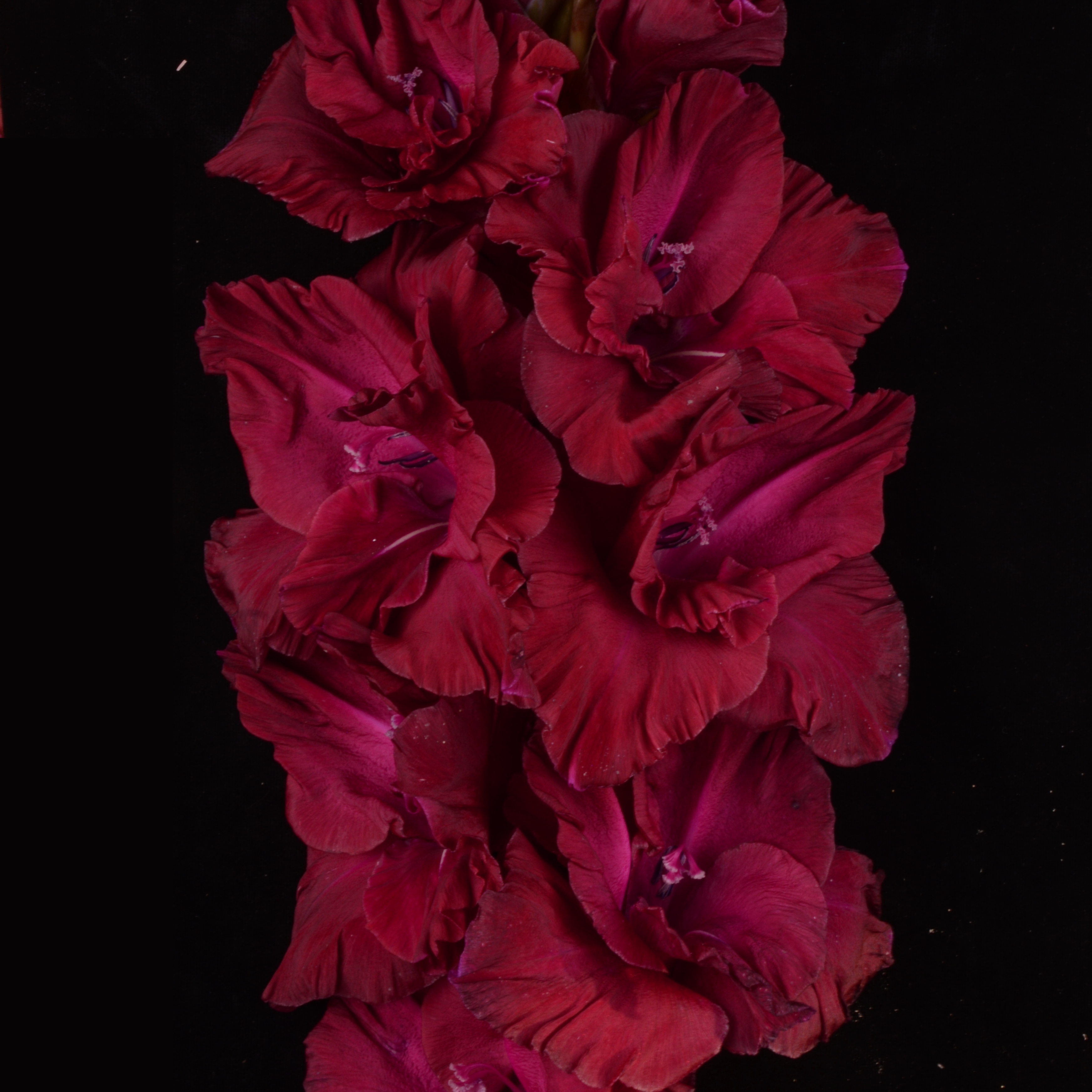 Гладиолус крупноцветковый Иоганн Себастьян Бах