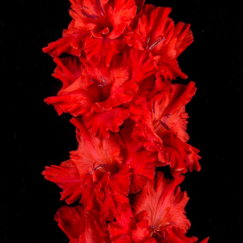 Гладиолус крупноцветковый Комрад