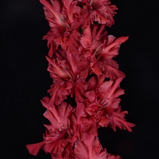 Гладиолус крупноцветковый Конек Горбунок