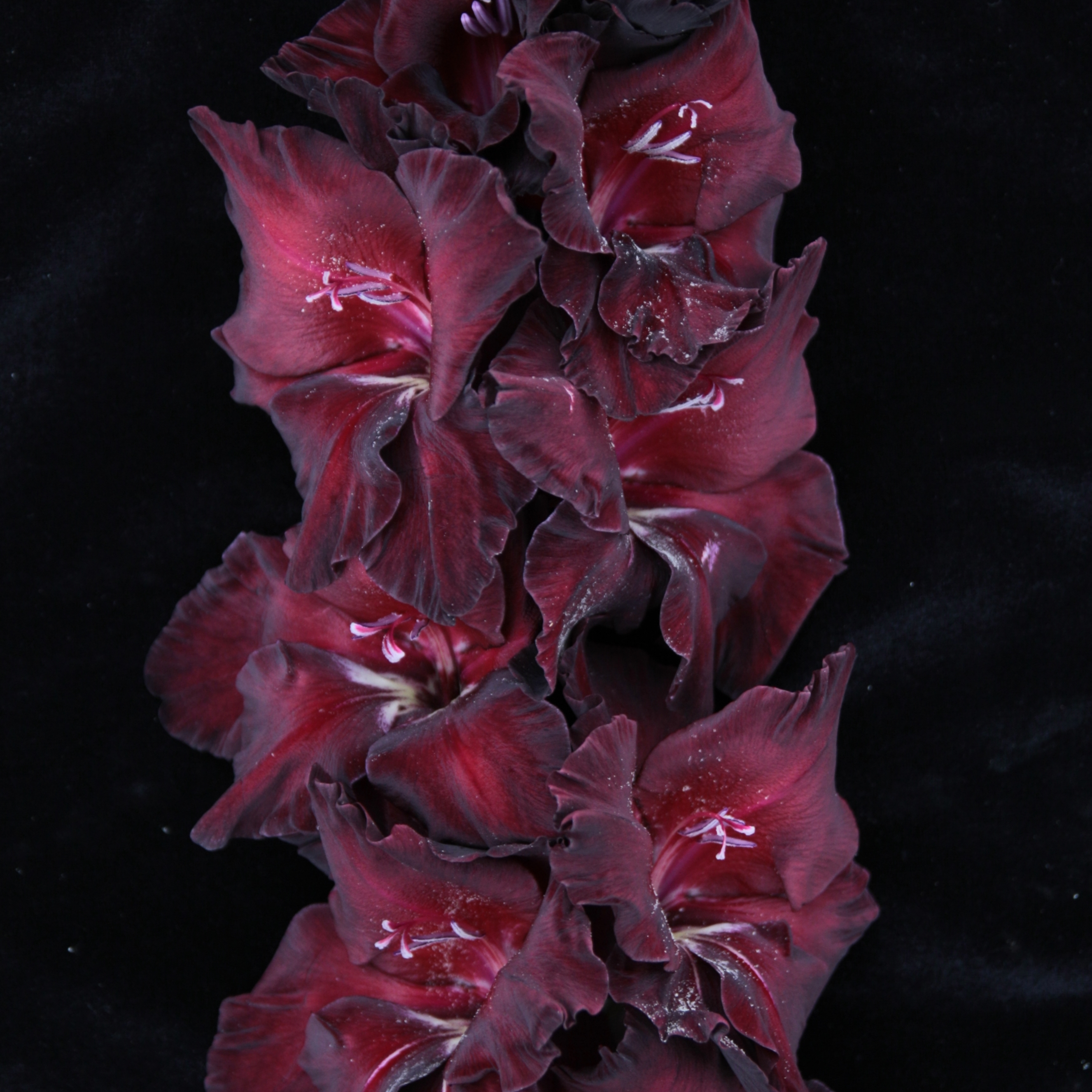 Гладиолус крупноцветковый Ложка Дегтя