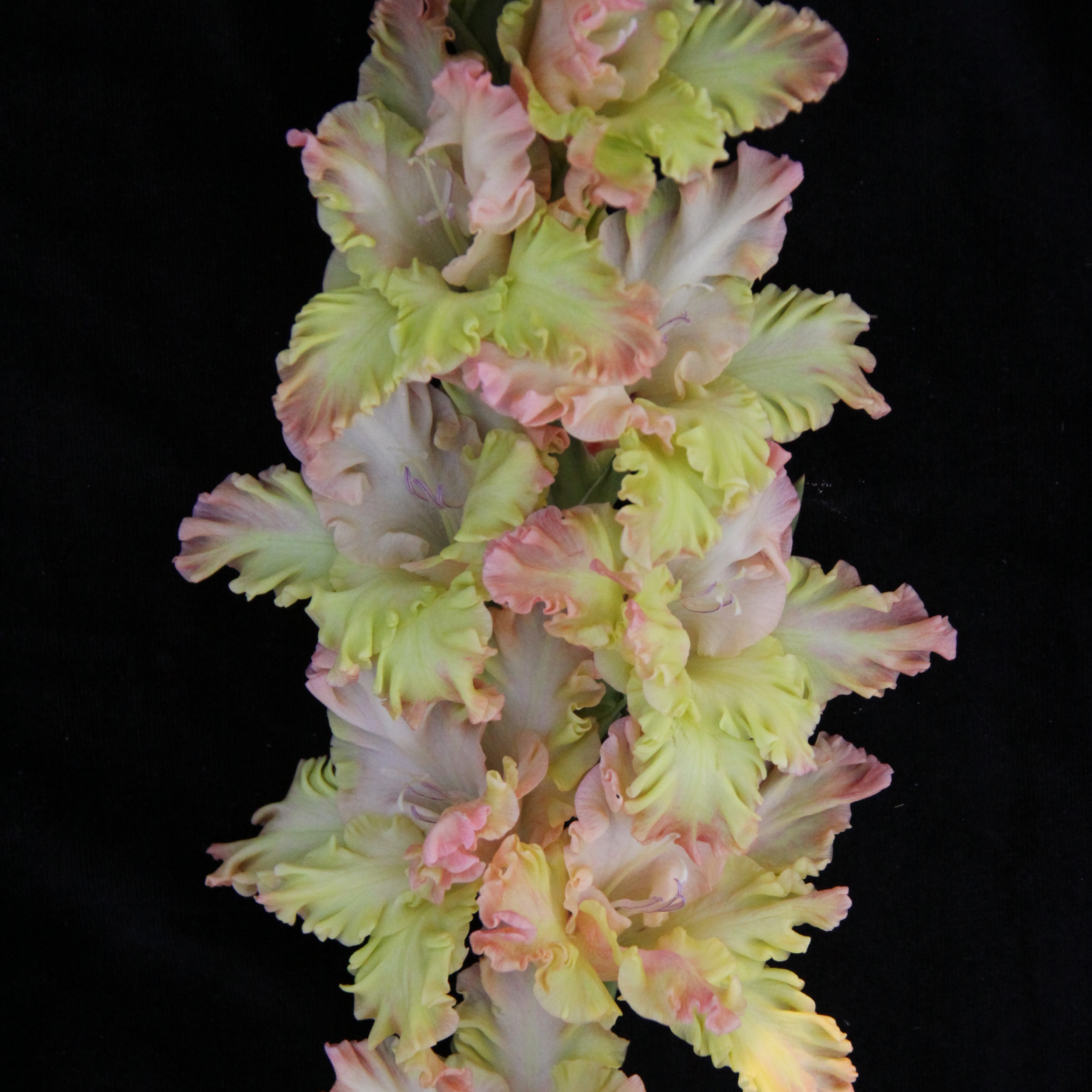 Гладиолус крупноцветковый Мадам Батерфляй