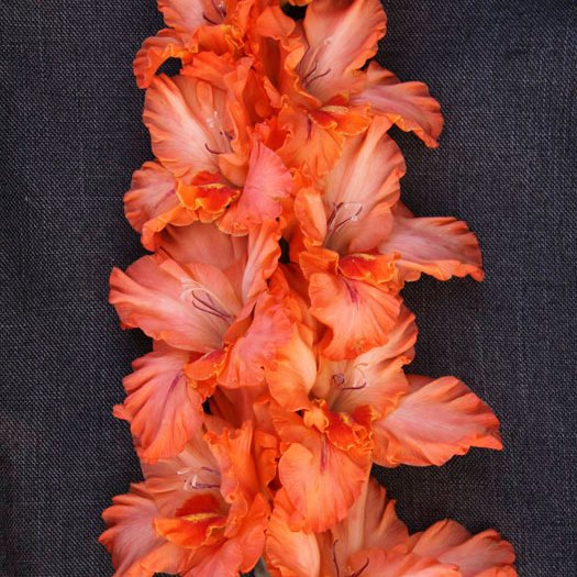 Гладиолус крупноцветковый Любовь К Трем Апельсинам