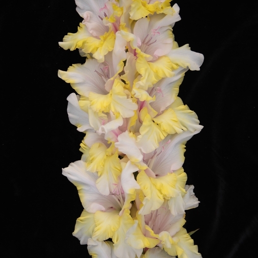 Гладиолус крупноцветковый Миг Удачи