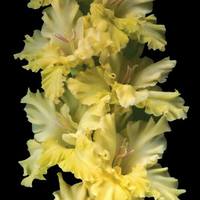 Гладиолус крупноцветковый Мэй Блоссом