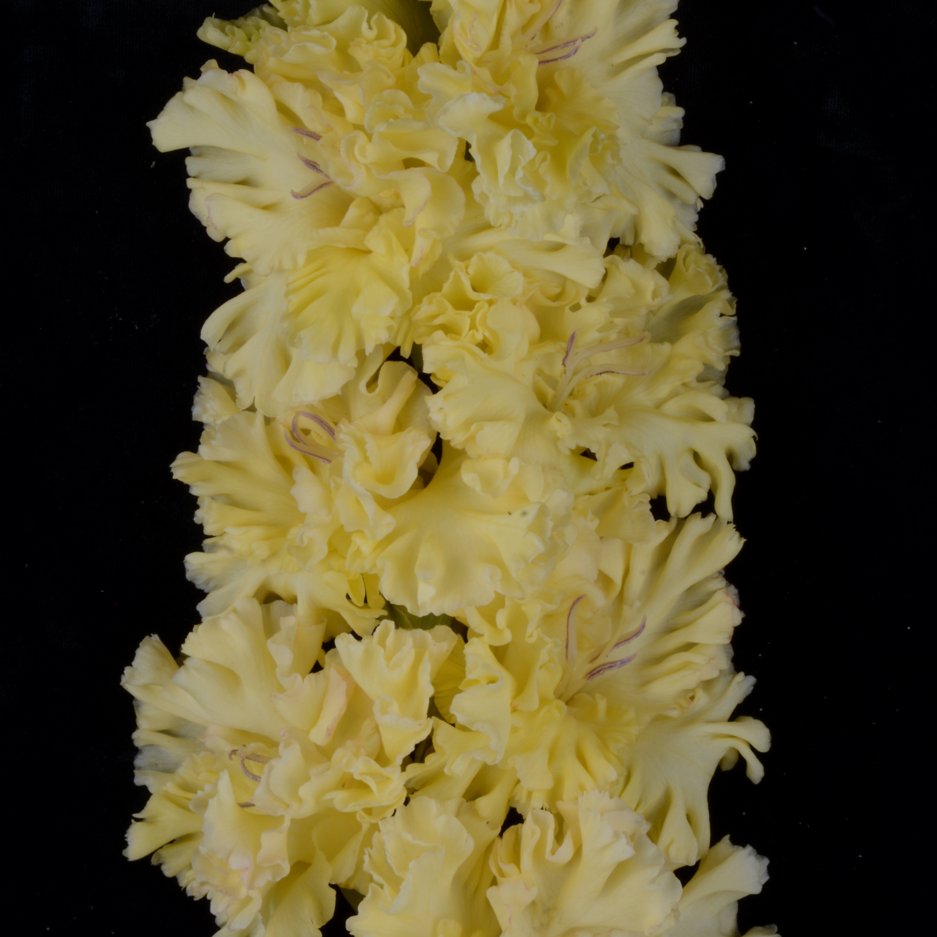 Гладиолус крупноцветковый Одуванчик