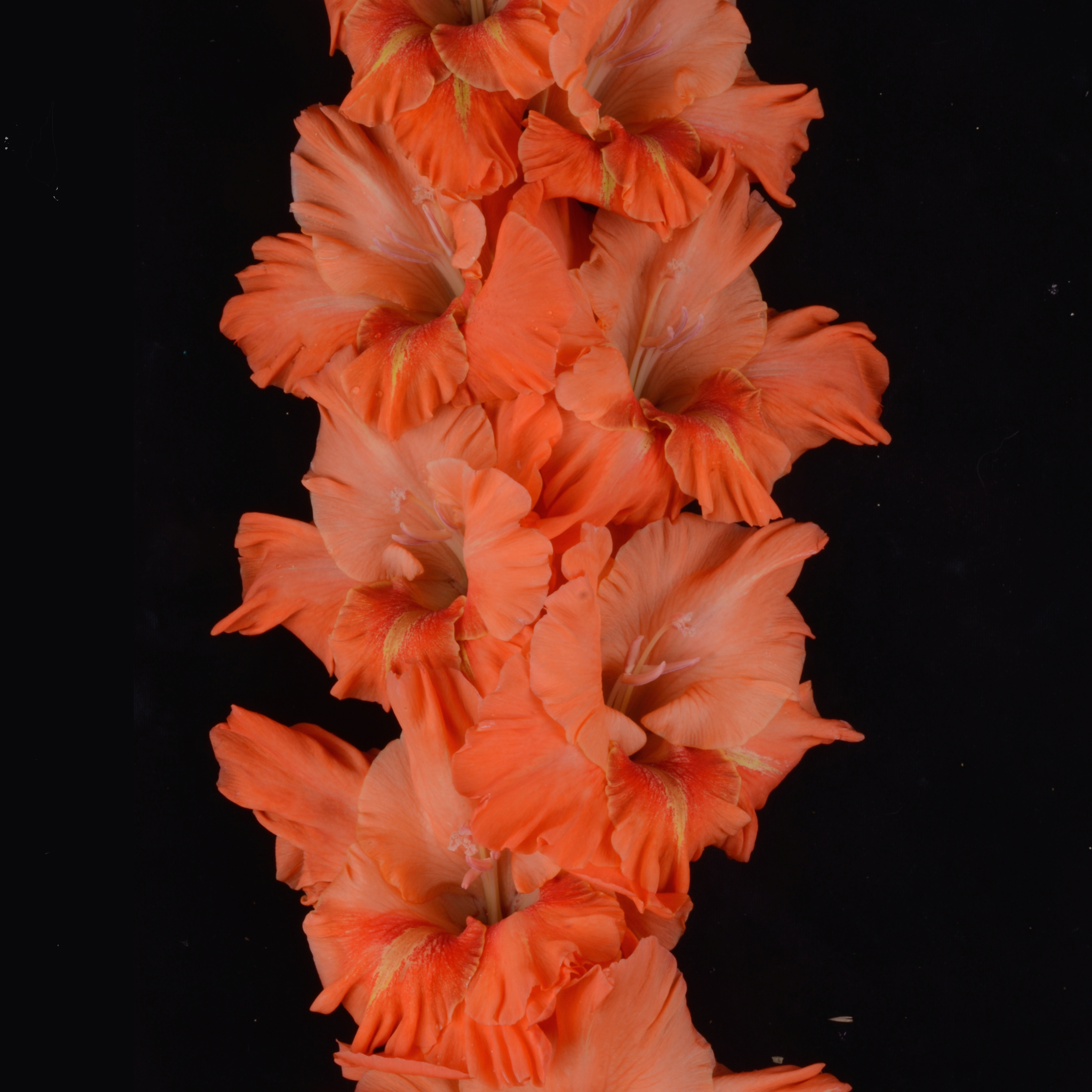 Гладиолус крупноцветковый Оранжевая Чума