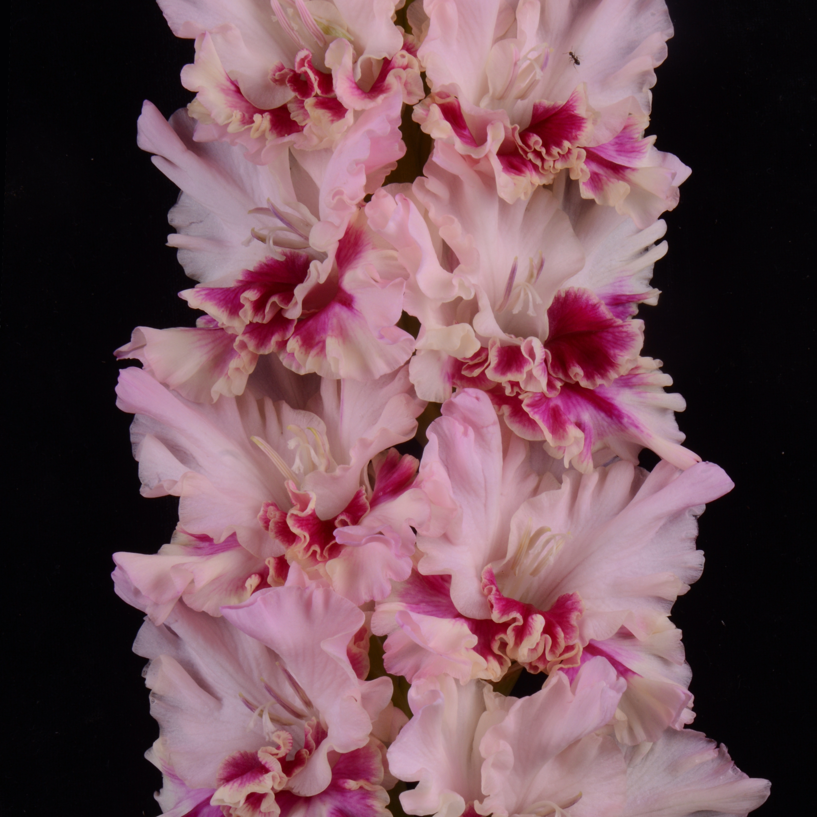 Гладиолус крупноцветковый Пижон