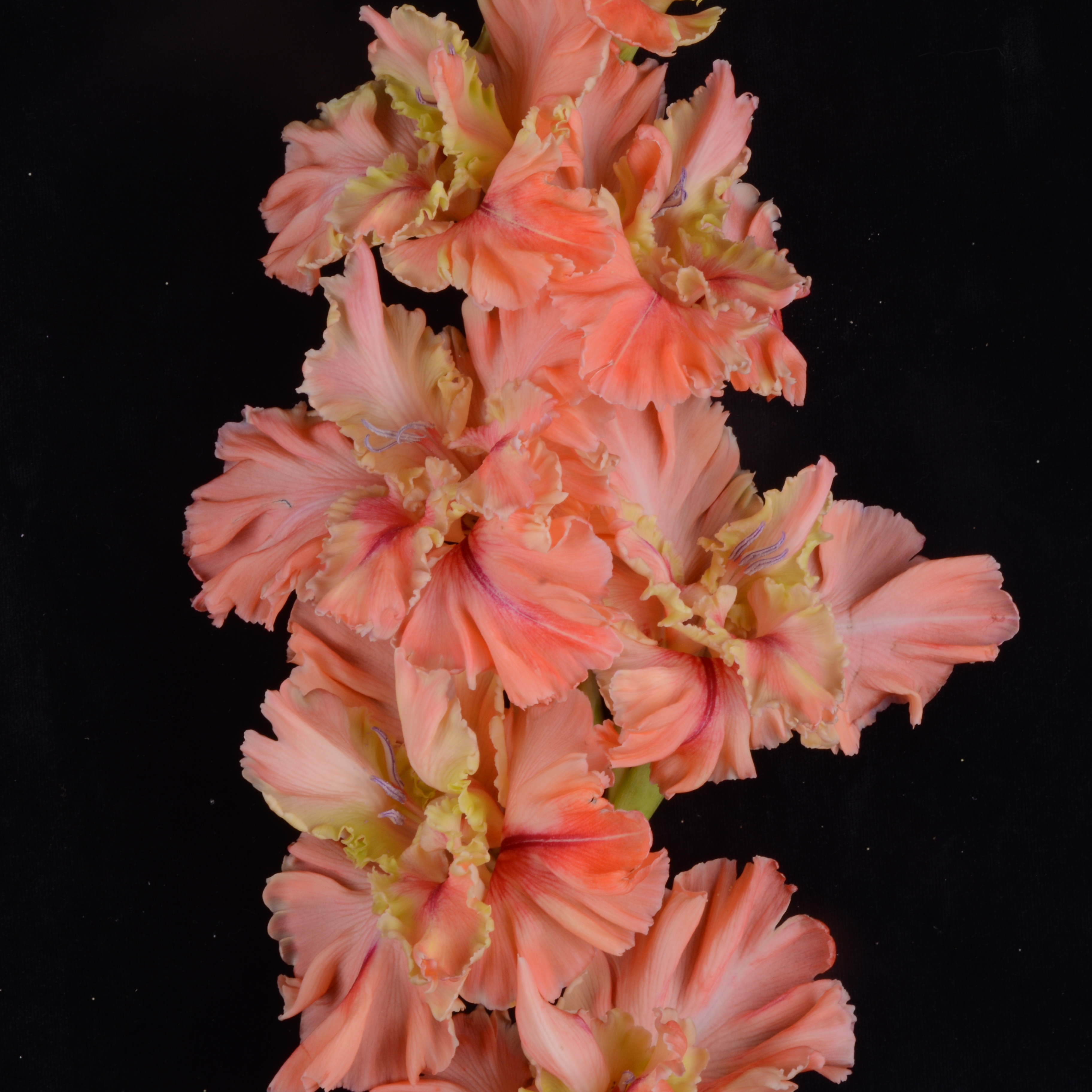 Гладиолус крупноцветковый Пируэт