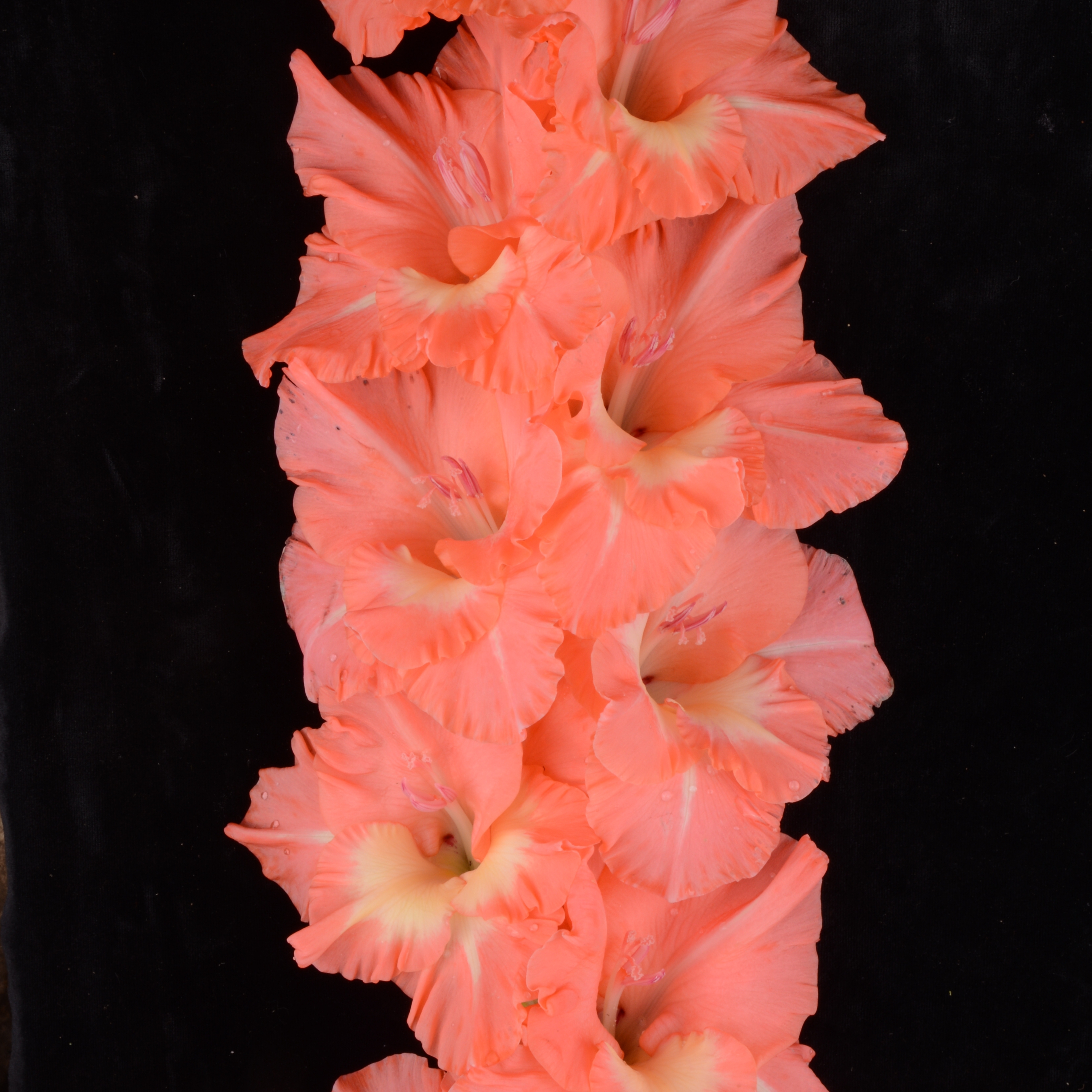 Гладиолус крупноцветковый Поросенок Фунтик