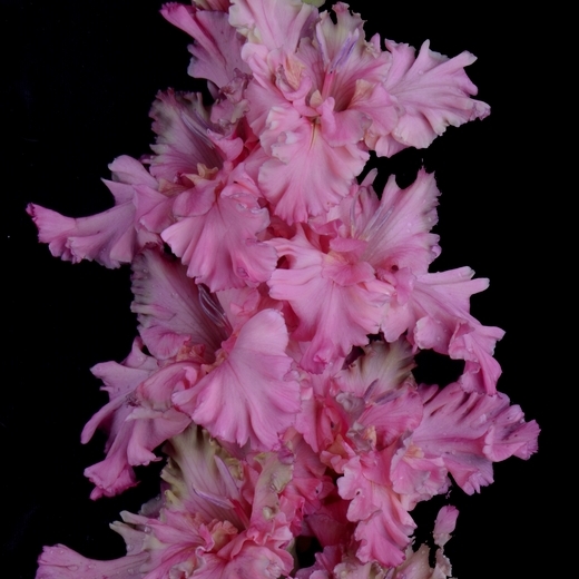 Гладиолус крупноцветковый Подводный Мир