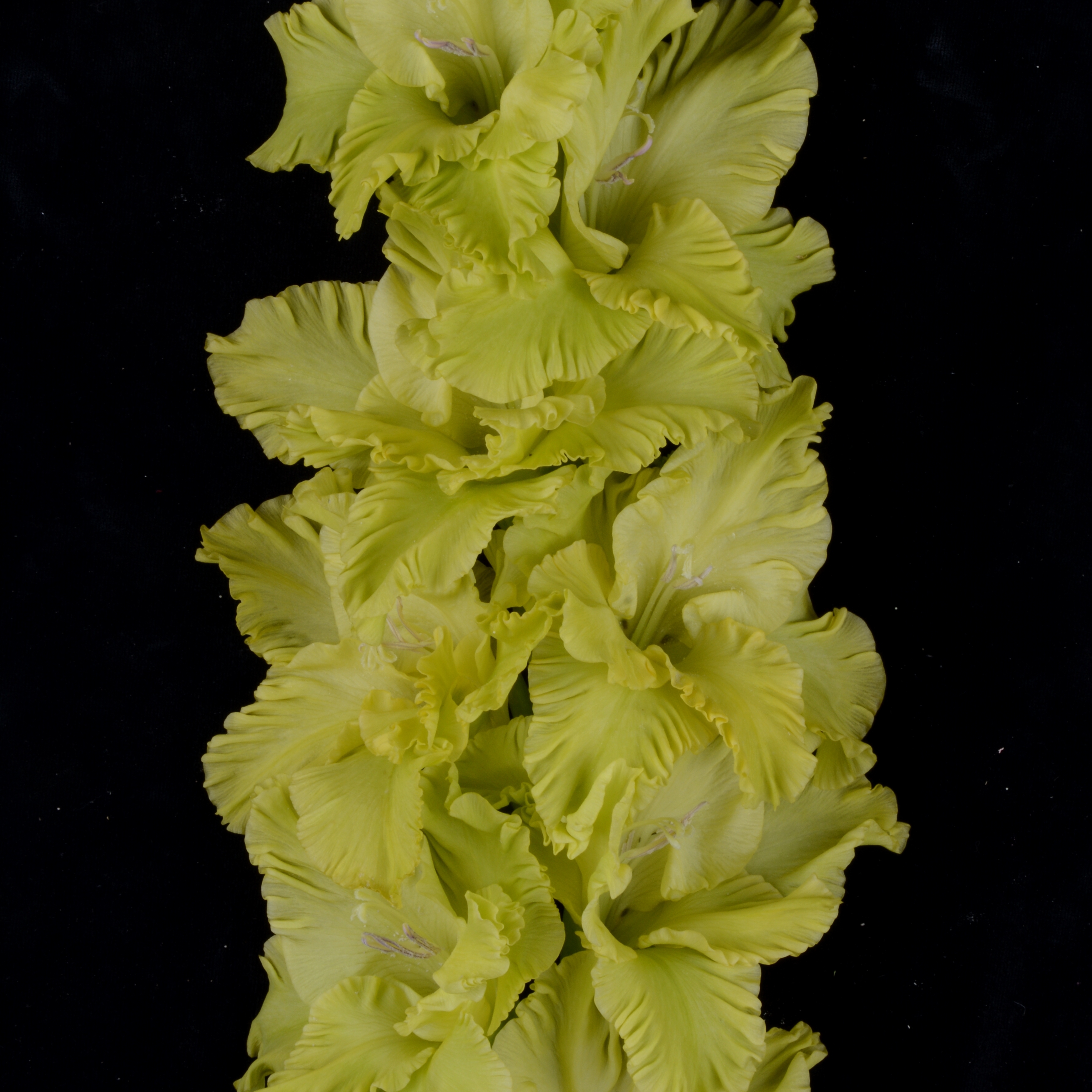 Гладиолус крупноцветковый Прыткая Ящерка