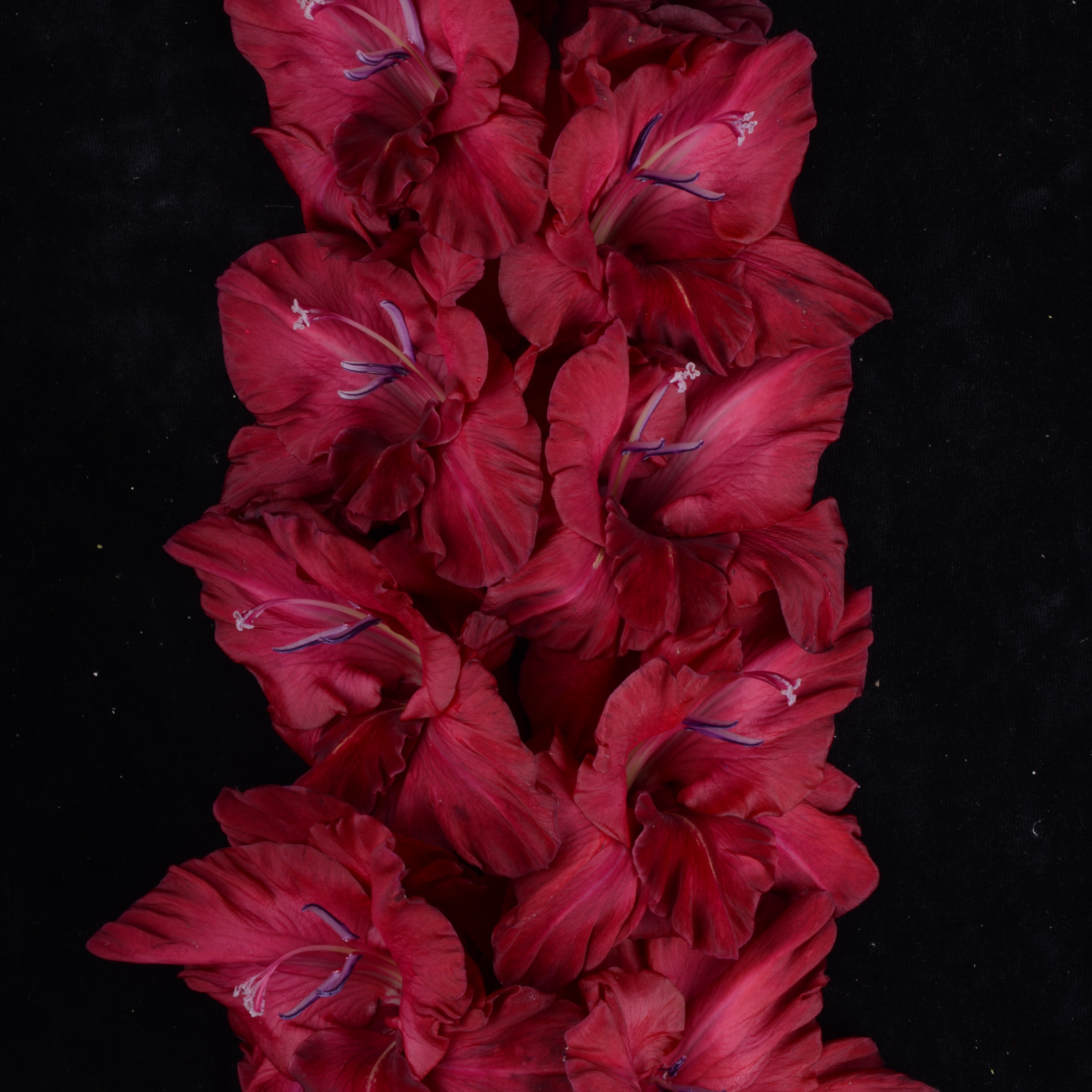Гладиолус крупноцветковый Пьяная Вишня