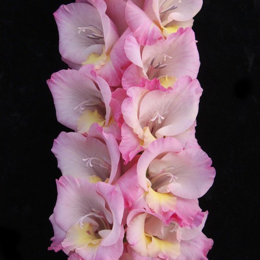 Гладиолус крупноцветковый Рапсодия