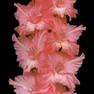 Гладиолус крупноцветковый Розовый Алмаз