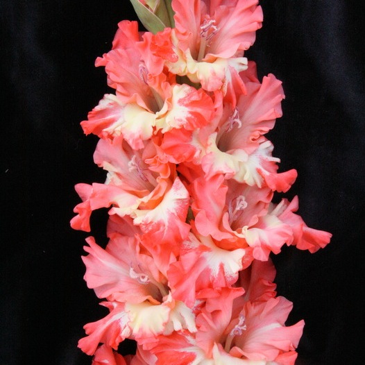Гладиолус крупноцветковый Розовая Бахрома
