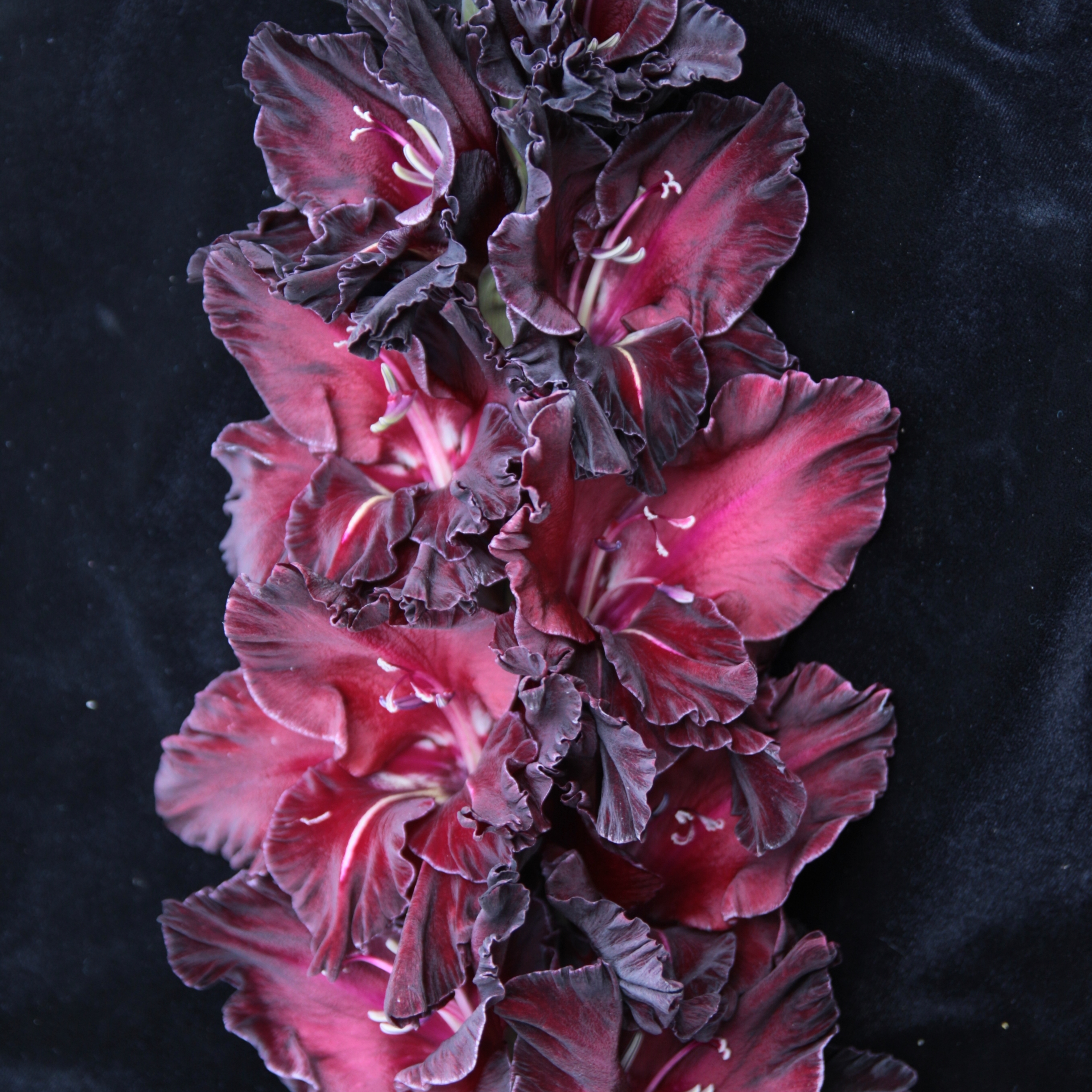 Гладиолус крупноцветковый Ром и Кола