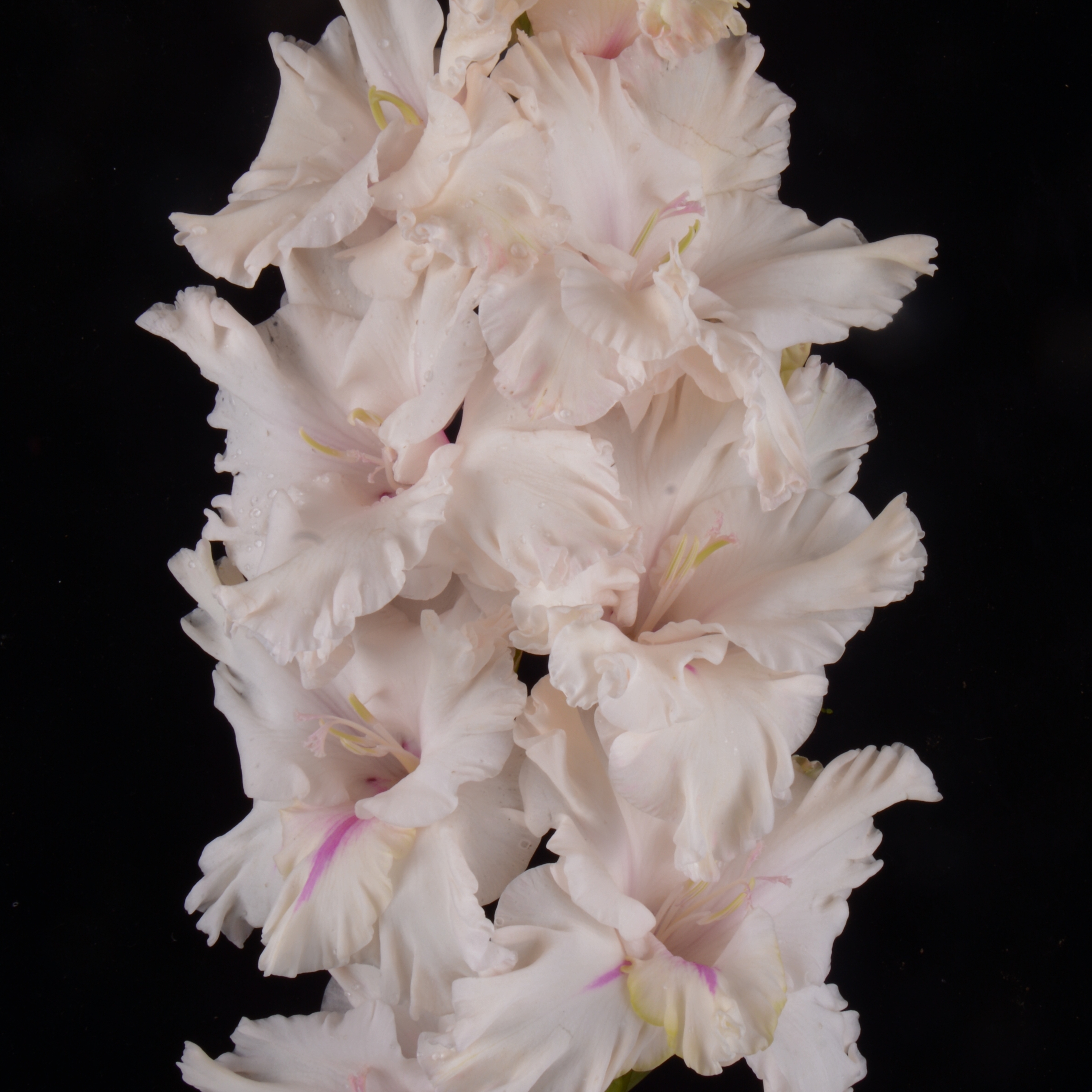 Гладиолус крупноцветковый Романтик