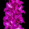 Гладиолус крупноцветковый Руссо Матросо