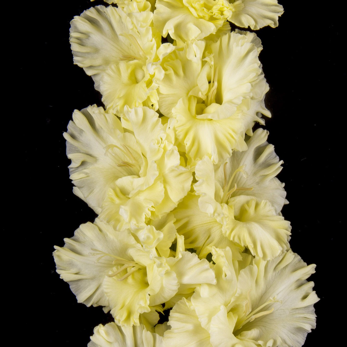 Гладиолус крупноцветковый Сахарная Вата