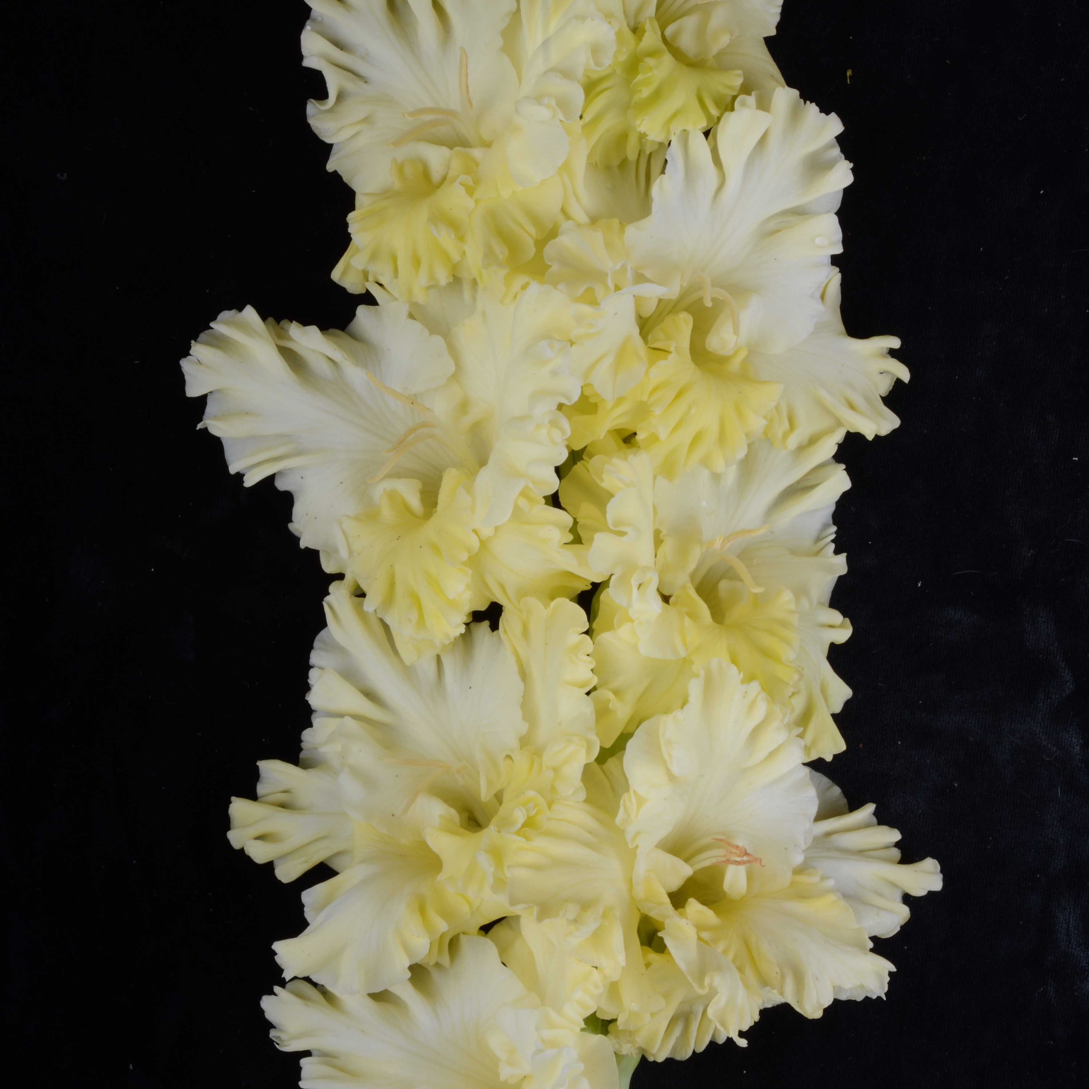 Гладиолус крупноцветковый Светлячок