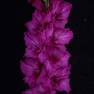 Гладиолус крупноцветковый Святогор