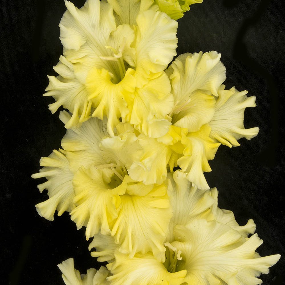 Гладиолус крупноцветковый Сейчас Вылетит Птичка