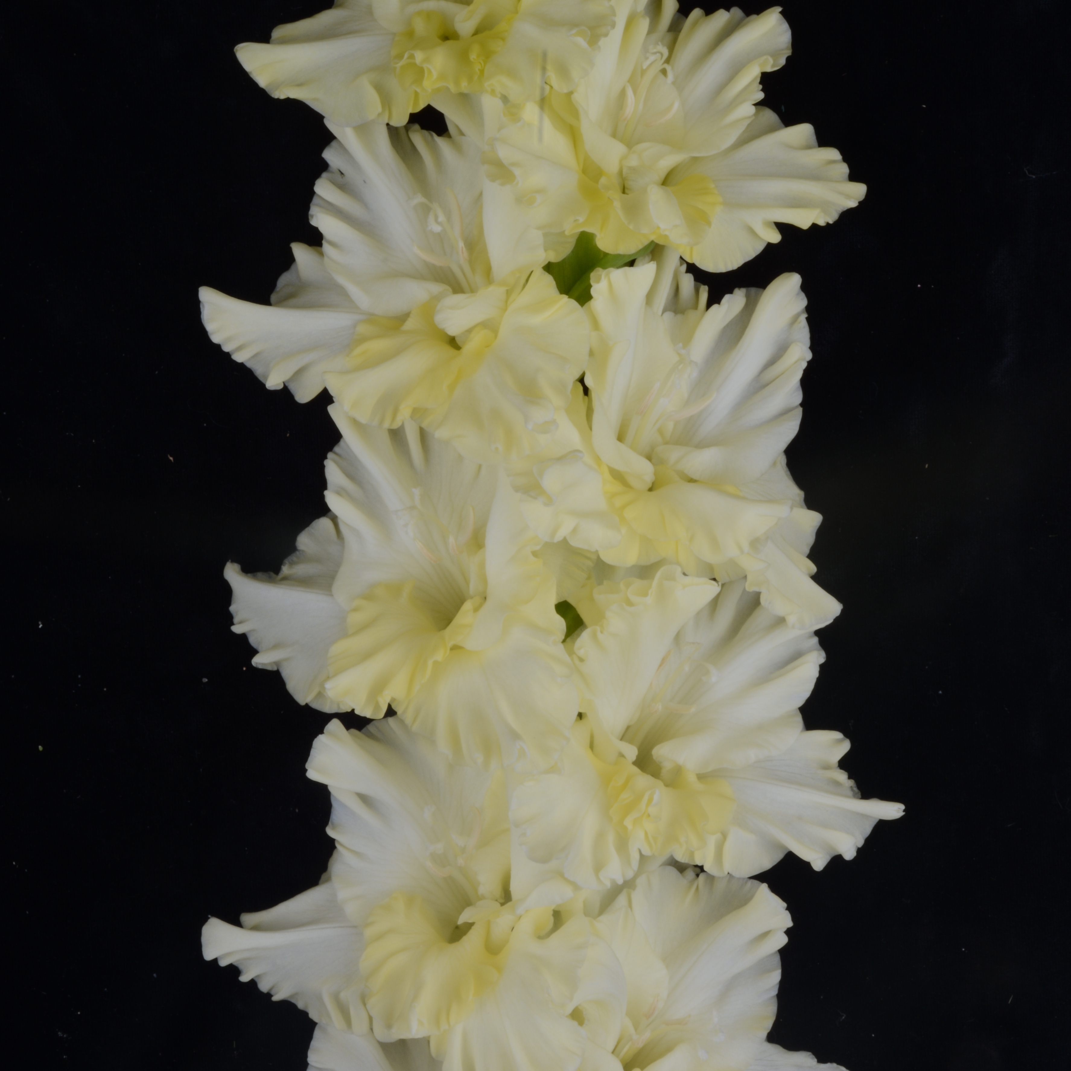 Гладиолус крупноцветковый Скованные Одной Цепью
