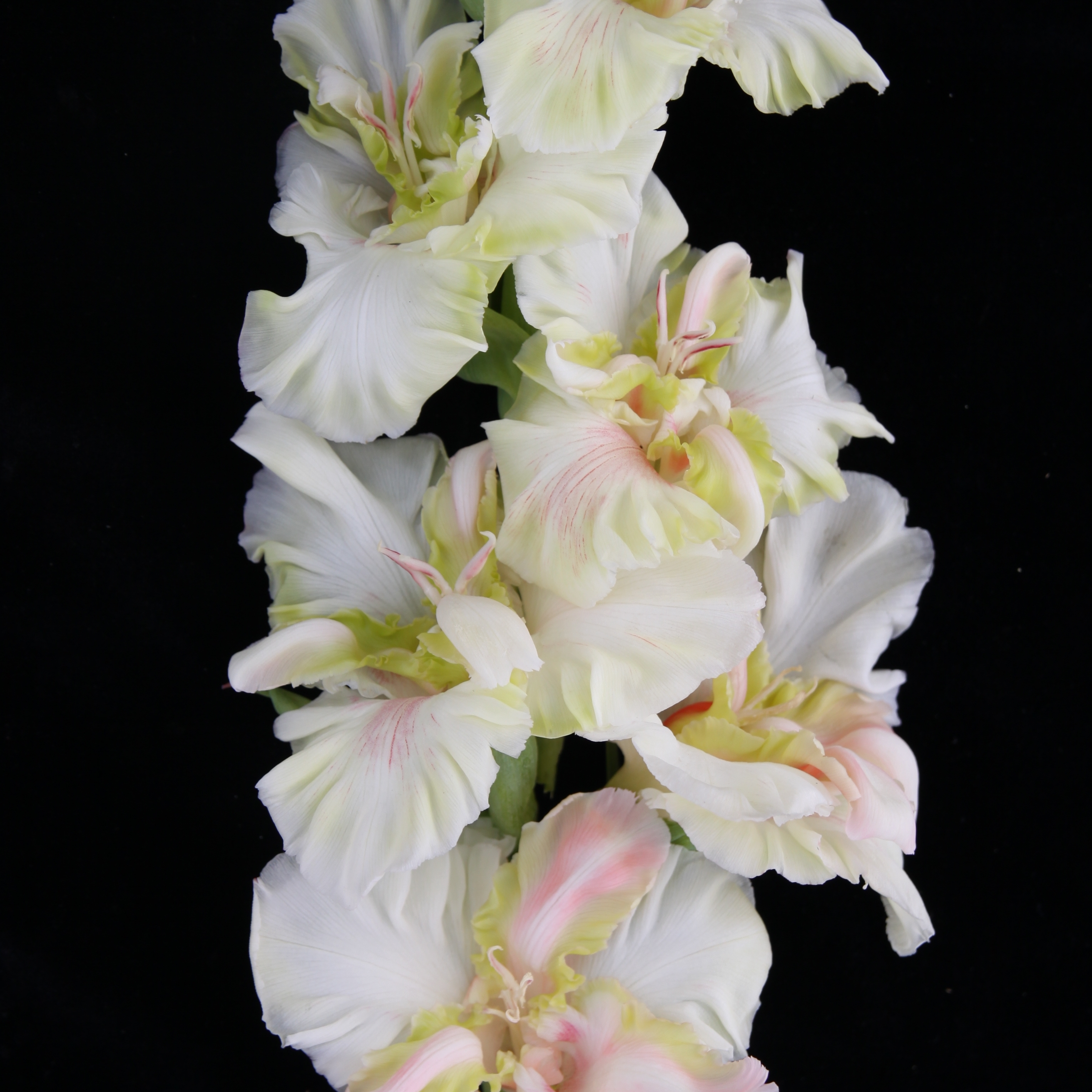 Гладиолус крупноцветковый Снегири