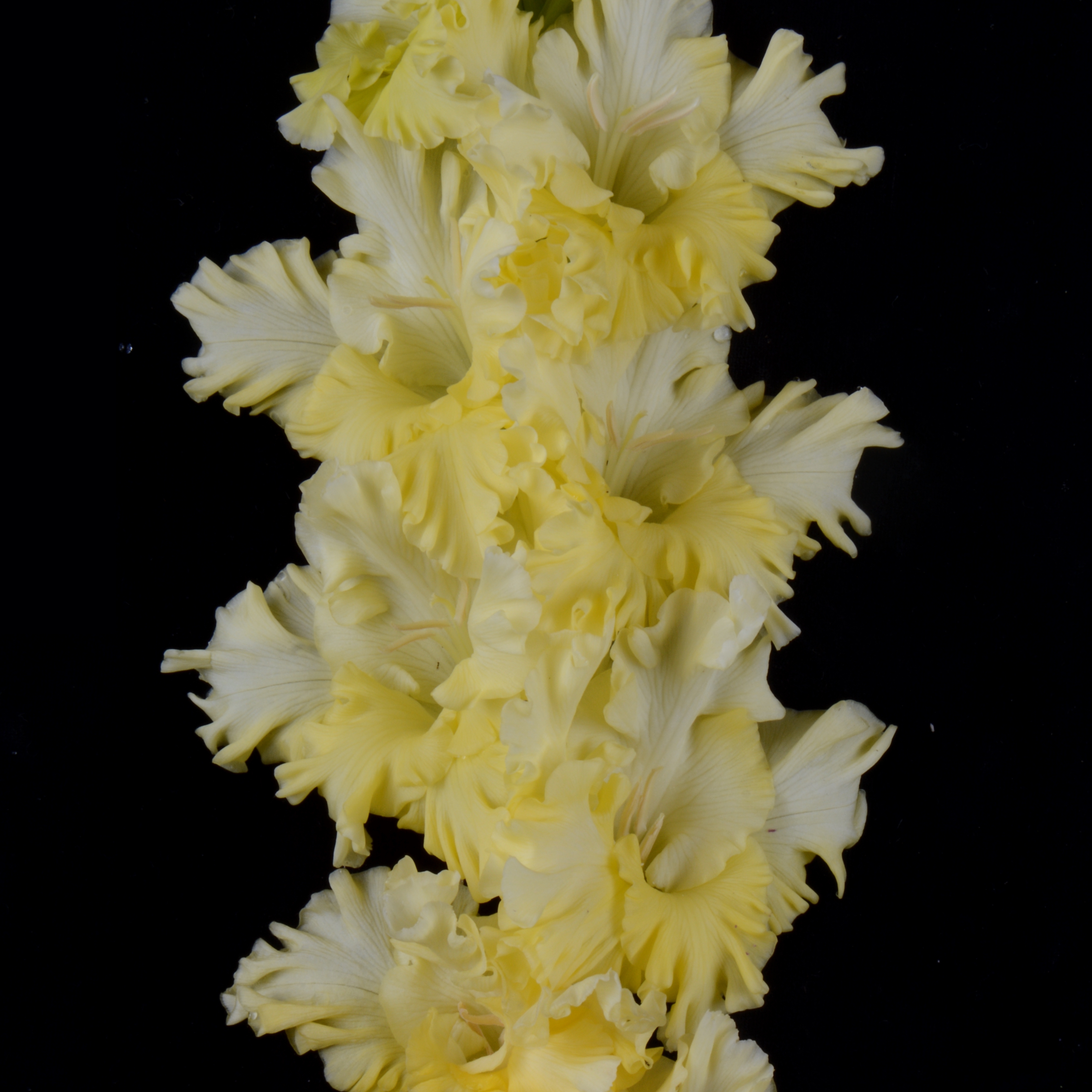 Гладиолус крупноцветковый Солнцеклёш