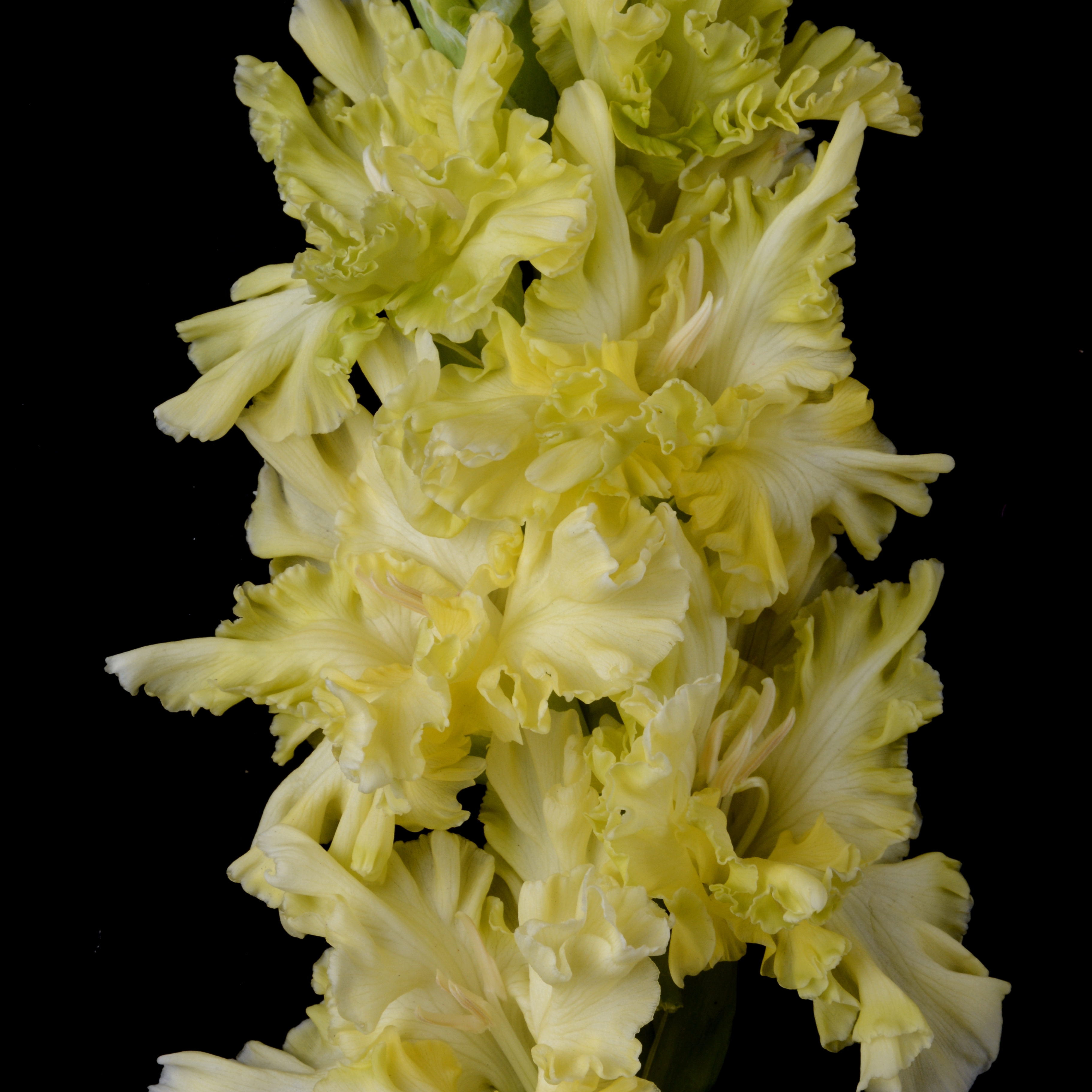 Гладиолус крупноцветковый Сто Баксов