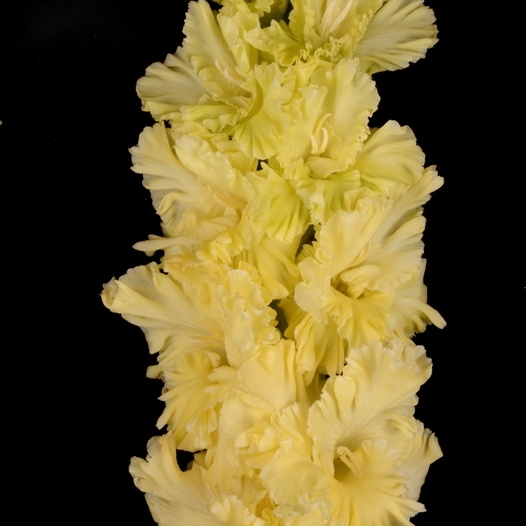 Гладиолус крупноцветковый Страна Лимония