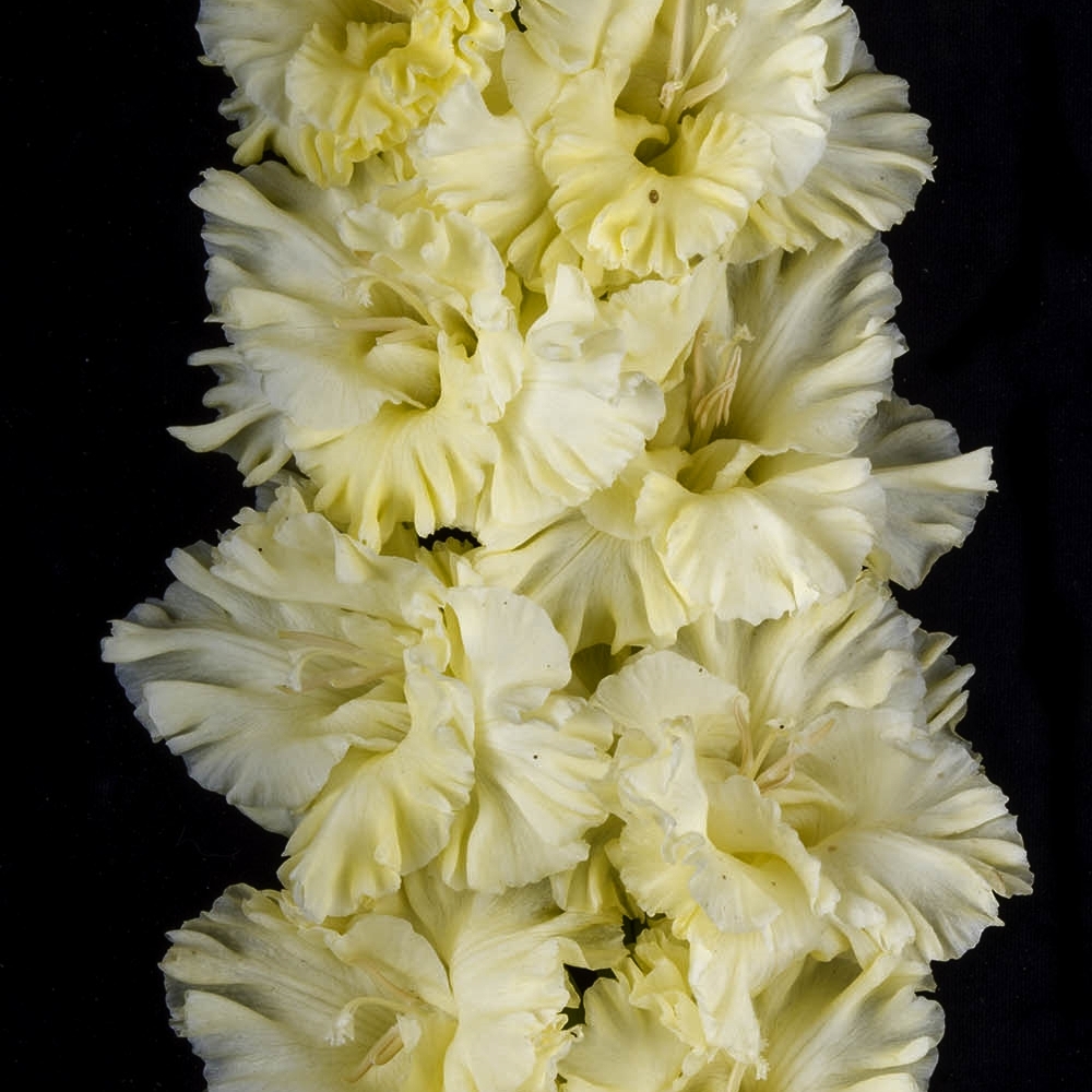 Гладиолус крупноцветковый Столб Света