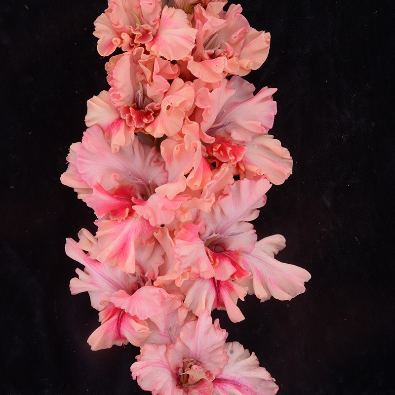 Гладиолус крупноцветковый Стрела Купидона
